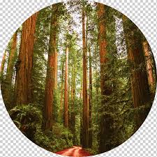 Graphy Video Gram Muir Woods Desktop Wallpaper Painting Forest Png Klipartz 11,896 transparent png illustrations and cipart matching forest. klipartz