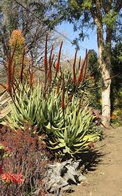 The Aloe Farm Gardens In Winter Aloe Castanea In The Species Section Garden Plants For Sale Farm Gardens Winter Garden