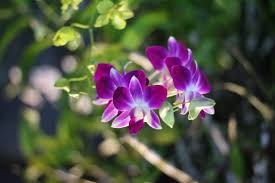Image result for Thunbergia vogeliana