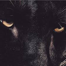 Pin By Bssa On Black Looks Majestic Animals Animals Beautiful Most Beautiful Animals