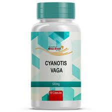 Image result for Cyanotis vaga