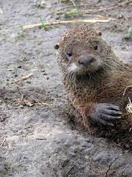 Meet And Squeal Over The Sea Otter S Forgotten Adorable Little Cousin Otters Sea Otter River Otter