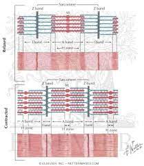 Muscle Contraction And Relaxation Netter Medical Artwork Basic Anatomy And Physiology Anatomy And Physiology Medical School Studying