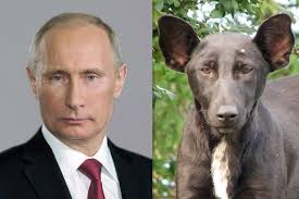This breed in the 1600s was involved in dog fighting, which at the time was popular in japan. His Canine Counterpart Vladimir Putin Know Your Meme