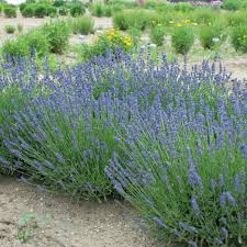 Image result for Lavandula