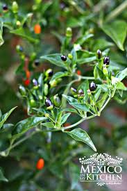 We did not find results for: Como Hacer Salsa De Chile De Monte Recetas De Comida Mexicana