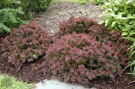 Barberry royal burgundy is a variation of the crimson pygmy with richer foliage color. 00 461 A Berberis Thunbergii Gentry Royal Burgundy