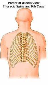 We already said that sharp pain is the main symptom of a dislocated rib, but the intensity of pain depends on which rib is injured, and so you can feel the pain in your chest or your back. Cervical And Thoracic Spine