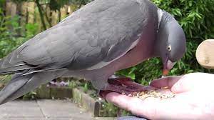 Taming Wood Pigeons Columbus Palumbus Youtube