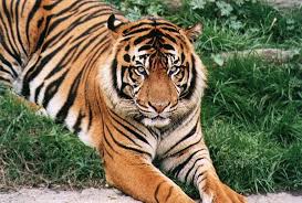 Tigers have no predators but other predators such as bears, crocodiles, hyenas, dholes and leopards may kill their younglings. Bengal Tiger Predators
