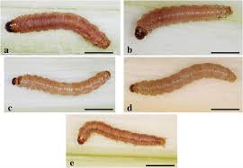 Image result for Cyperus aterrimus