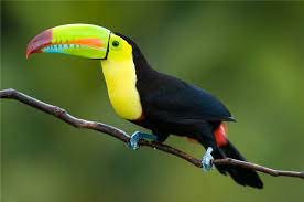 10 Astounding Amazon Rainforest Animals Rainforest Animals Amazon Rainforest Animals Amazon Animals