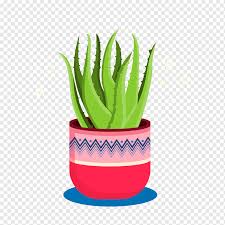 Lidah buaya (aloe vera) adalah spesies tumbuhan dengan daun berdaging tebal dari genus aloe. Aloe Vera Aloe Vera Grass Happy Birthday Vector Images Cartoon Png Pngwing