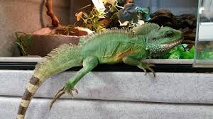 It may simply be bullied by the others and will need to live by itself afterward. Adult Chinese Water Dragons For Sale