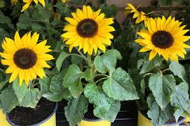 Stately stock with enormous flower heads. Can You Grow Sunflowers In A Pot Garden Tabs