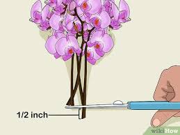 Check spelling or type a new query. 3 Ways To Display Flowers Without A Vase Wikihow