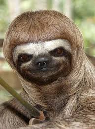 Pin On Sloths