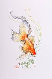 Golfish Watercolor Goldfish Watercolor Koi Art Fish Drawings