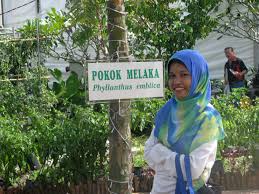 Melaka, aku harus kembali… by. Pokok Melaka Maruwiah Ahmat