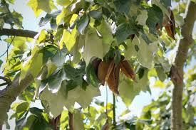 Image result for Brachychiton