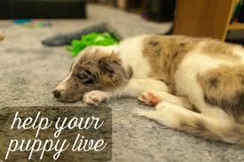 How do veterinarians help patients suffering with parvo? How To Save A Puppy With Parvovirus Pethelpful By Fellow Animal Lovers And Experts