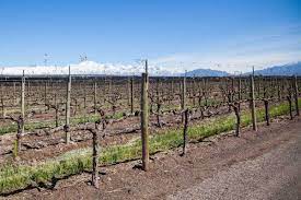 During the first dormant season choose the best shoot and cut all other shoots to their bases. Winter How To Tips For Pruning Grapevines Modern Farmer