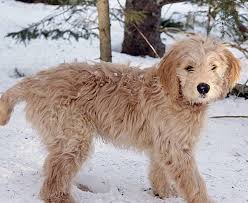 Top quality, family raised goldendoodle puppies from health tested parents. Four Facts About Hybrid Dogs Unethical Breeders Don T Want You To Know Pethelpful