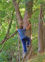 Laden sie diese kostenlose vektor zu tierspuren zum ausdrucken kostenlos : Waldspiele Spiele Und Quiz Im Wald