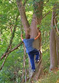 Ausmalbilder tierspuren malvorlagen kostenlos zum ausdrucken. Waldspiele Spiele Und Quiz Im Wald