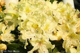 Rozanecznik George Sand George Sand Rhododendron Sand