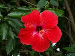 Bunga nasional merupakan bunga yang dianggap bisa mewakili karakter sebuah bangsa dan negara. Halaman Download Sirim Berhad On Twitter 5 Kelopak Bunga Raya Lambang 5 Prins