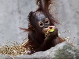 Babyaffen Unterwegs Susser Geht S Nicht Affen Baby Affen Tierbabys