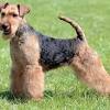 Flexible airedale terrier puppies for sale chilest son. Https Encrypted Tbn0 Gstatic Com Images Q Tbn And9gcqkzhgnjnxwodnndwykbiywg3n1ccxwt0oosdqbilwhkcmb5i5d Usqp Cau