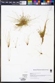 Image result for Eleocharis atropurpurea