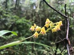 Image result for Polystachya calluniflora