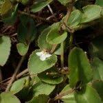 Image result for Vandellia diffusa