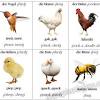 However, if a rooster does mate with a hen, the eggs she produces are fertilized and, under the right incubation conditions, can bear chicks. 1