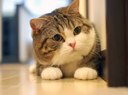 Percaya atau tak, paling comel sebenarnya no. Gambar Kucing Paling Comel Dan Gebu 81021 Nama Untuk Kucing Comel Lucu Dan Unik