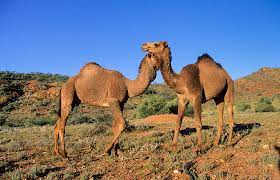 There are no risks of eating undercooked gammon if it has been cured. Epidemics And Wildlife Can We Drink Camel Milk Amid Mers Outbreaks Cgtn