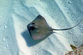 Check spelling or type a new query. Avistamiento De Mantarrayas En Cayo Acuario Desde San Andres
