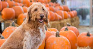 Can You Tell Me How Much Pumpkin To Give A Dog Petcoach