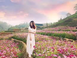 Những hình ảnh hoa cánh bướm đẹp nhất