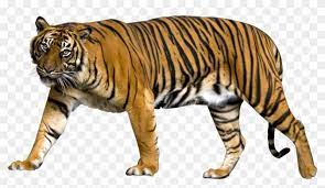 10 high quality transparent background tiger clipart in different resolutions. Tiger Png Image Sumatran Tiger No Background Transparent Png 900x479 577356 Pngfind