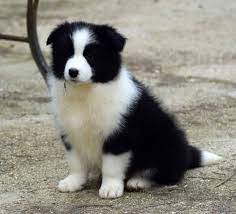 Pin On Border Collie