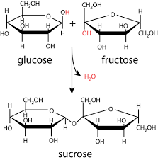 26 2 Disaccharides Chemistry Libretexts