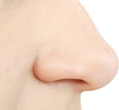 Human Nose Png Image Human Png Images Png Photo