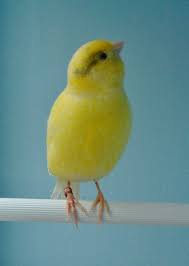 Preloved Birds For Sale Uk And Ireland Canary Birds Birds For Sale Birds