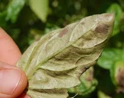 Basil plants infected by this fungus grow normally until they reach heights of between 6 and 12 inches. What Is Wrong With My Basil Plant Nc State Extension