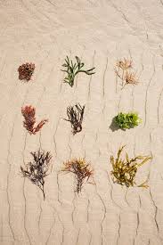 I used 1/3 washed beach sand 1/3 washed perlite 1/3 sifted cacti soil (sifted to remove the big chunks). Algae Onto Beach Sand By Cactus Creative Studio