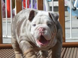 English bulldog male is looking for new owner and forever home. Lilac Merle English Bulldog Puppy Blue Eyes For Sale In Stevenage Sg1 On Freeads Classifieds English Bulldogs Classifieds